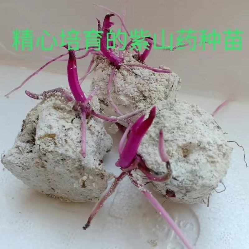 紫山药种块脚板山药种块，