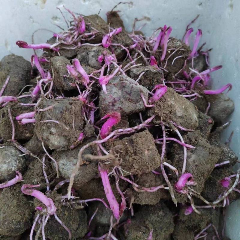 紫山药种块脚板山药种块，