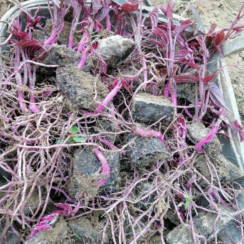 紫山药种块脚板山药种块，