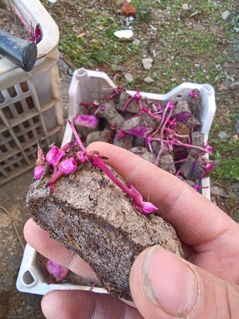 紫山药种块脚板山药种块，
