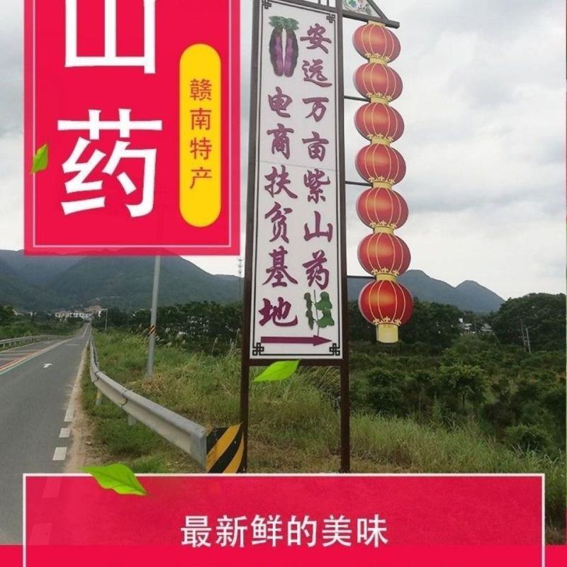 紫山药种块脚板山药种块，