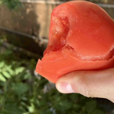 精品西红柿🍅串串过