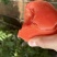 精品西红柿🍅串串过