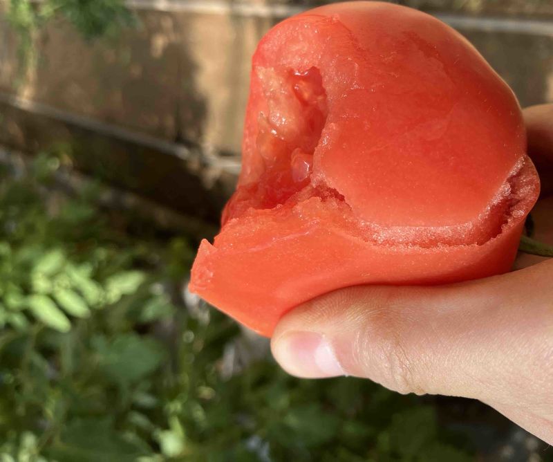 精品西红柿🍅串串过