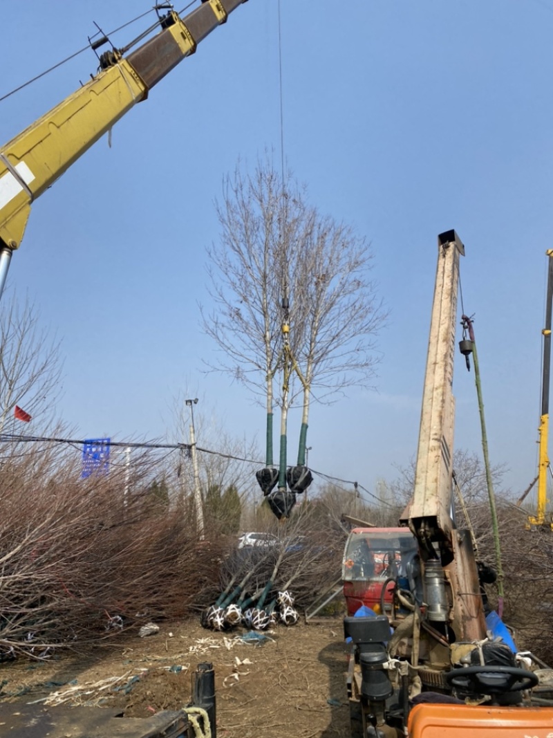 10公分红冠—大批清地处理，响应国家号召，退林还耕