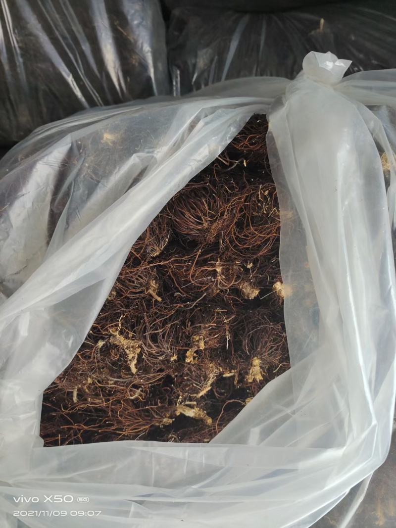 野生威灵仙捋把货