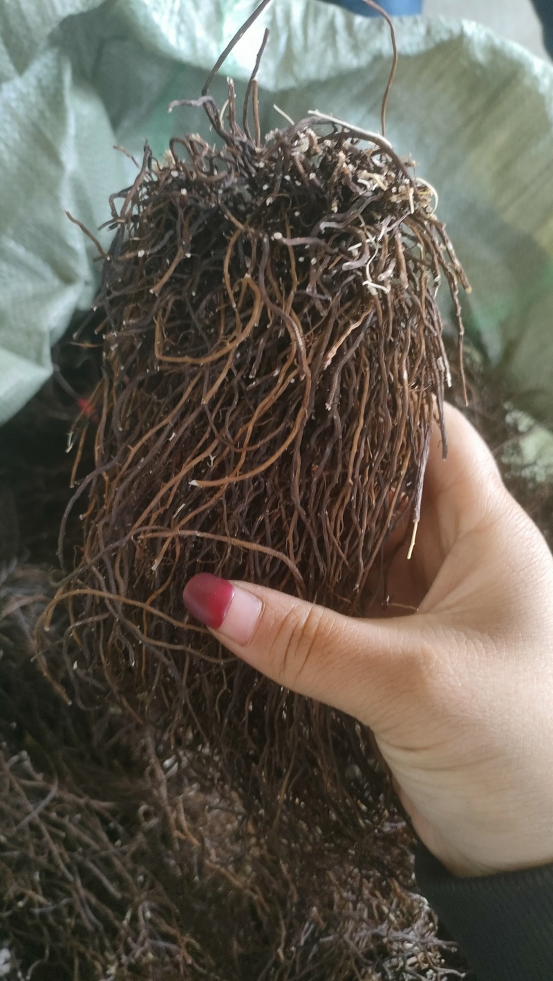 野生威灵仙捋把货