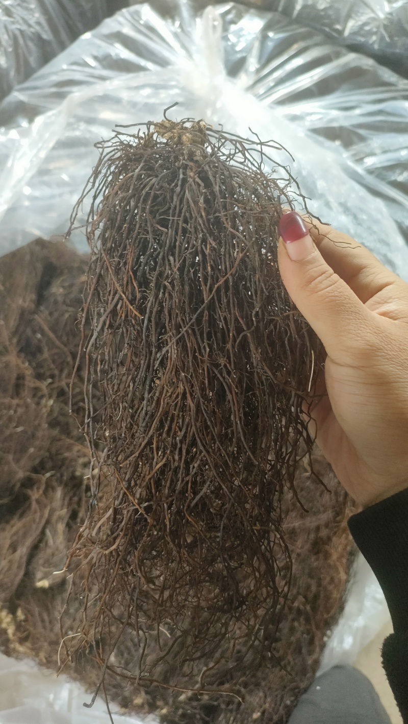 野生威灵仙捋把货
