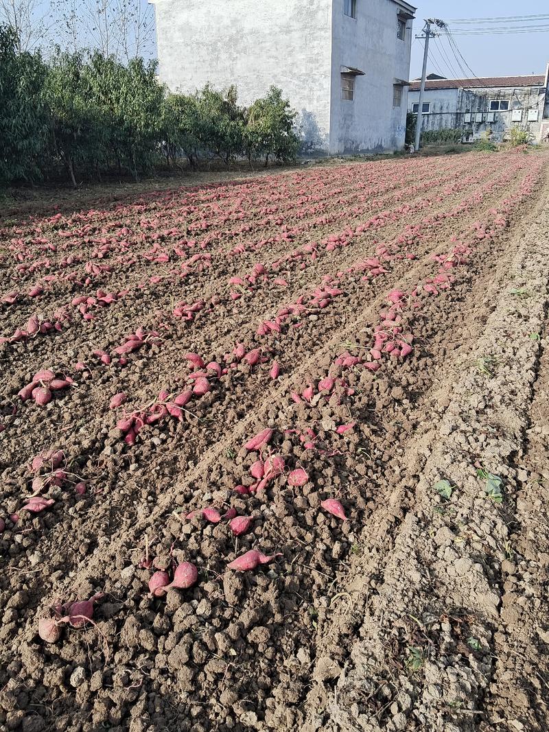 济薯25红薯苗，原种苗，淀粉含量高，粘度大