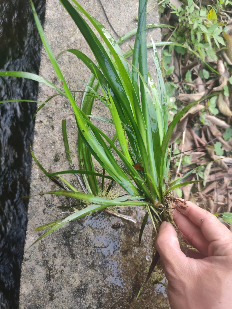 石昌蒲苗