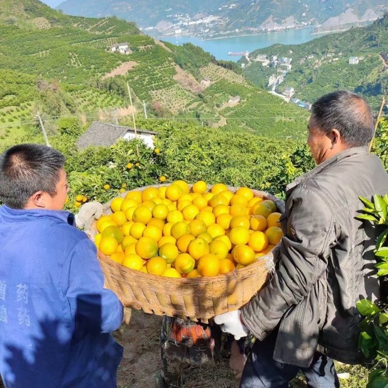 湖北宜昌秭归，一年四季都有不一样橙子，来自农户，伦晚