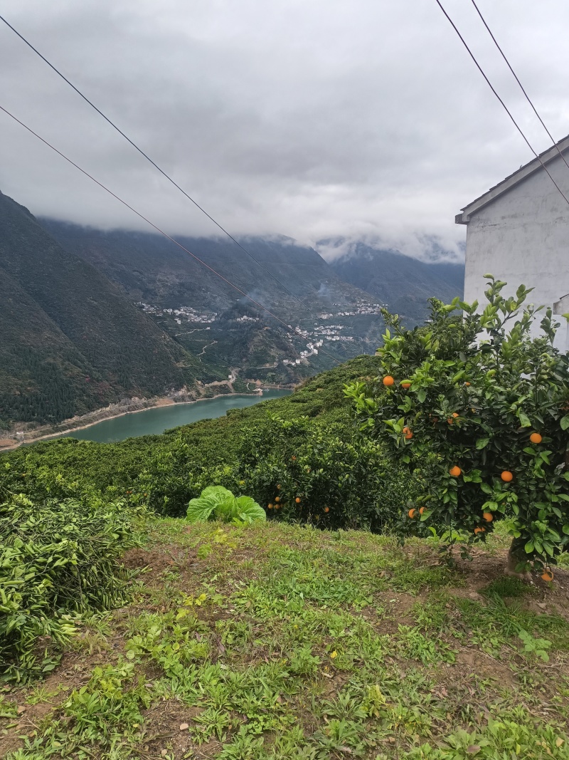 湖北宜昌秭归，一年四季都有不一样橙子，来自农户，伦晚