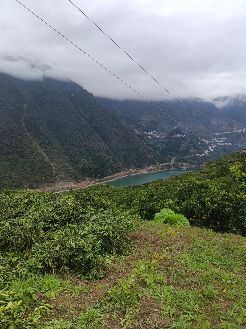 湖北宜昌秭归，一年四季都有不一样橙子，来自农户，伦晚