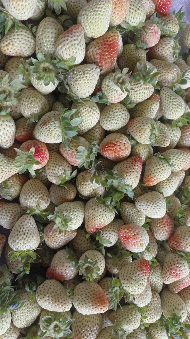 云南夏季草莓产地直销