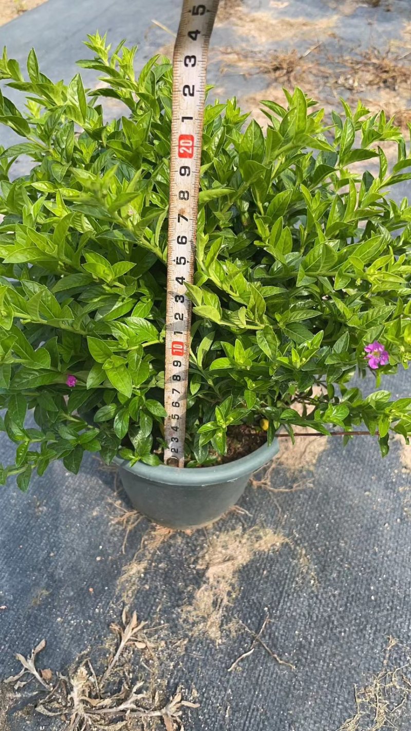 满天星，圆锥石头花，
