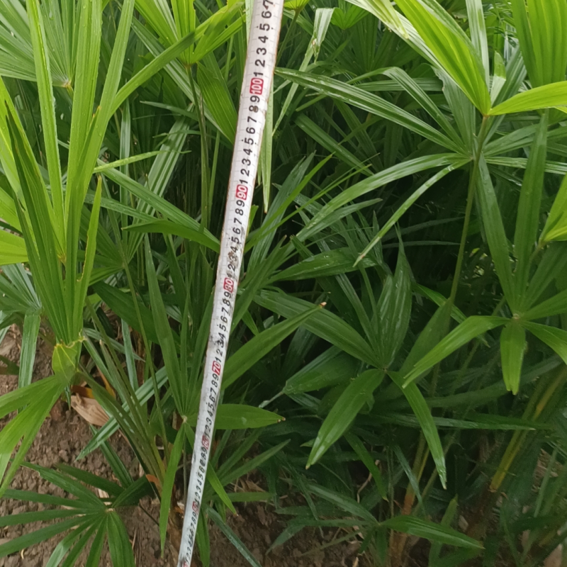 食用棕树