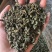 桑叶茶桑叶实拍桑叶干桑叶桑叶泡茶