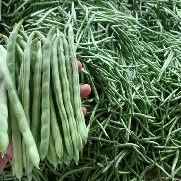 广西四季豆大量上市一手货源质量保证对接商超市场