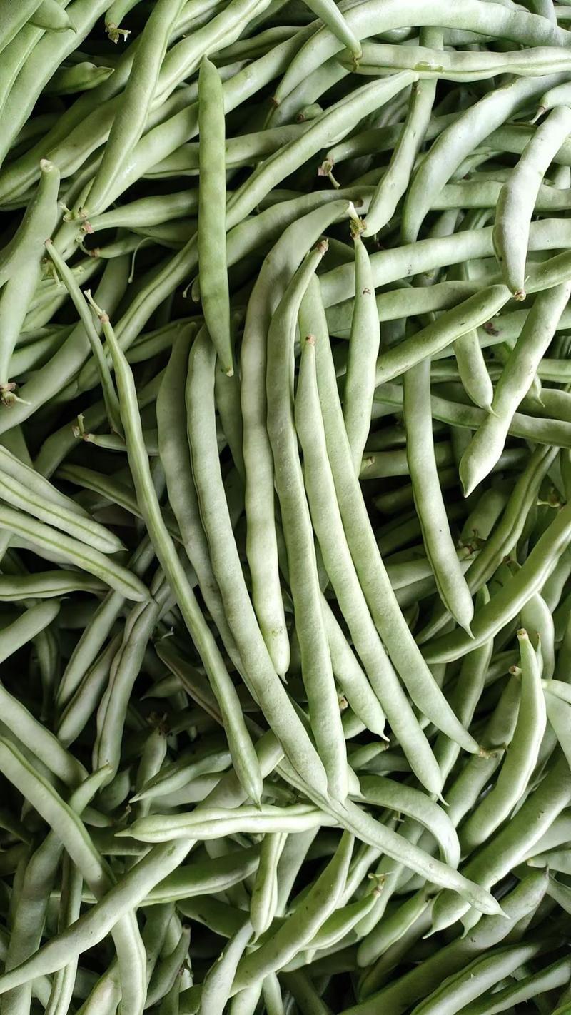 广西四季豆大量上市一手货源质量保证对接商超市场