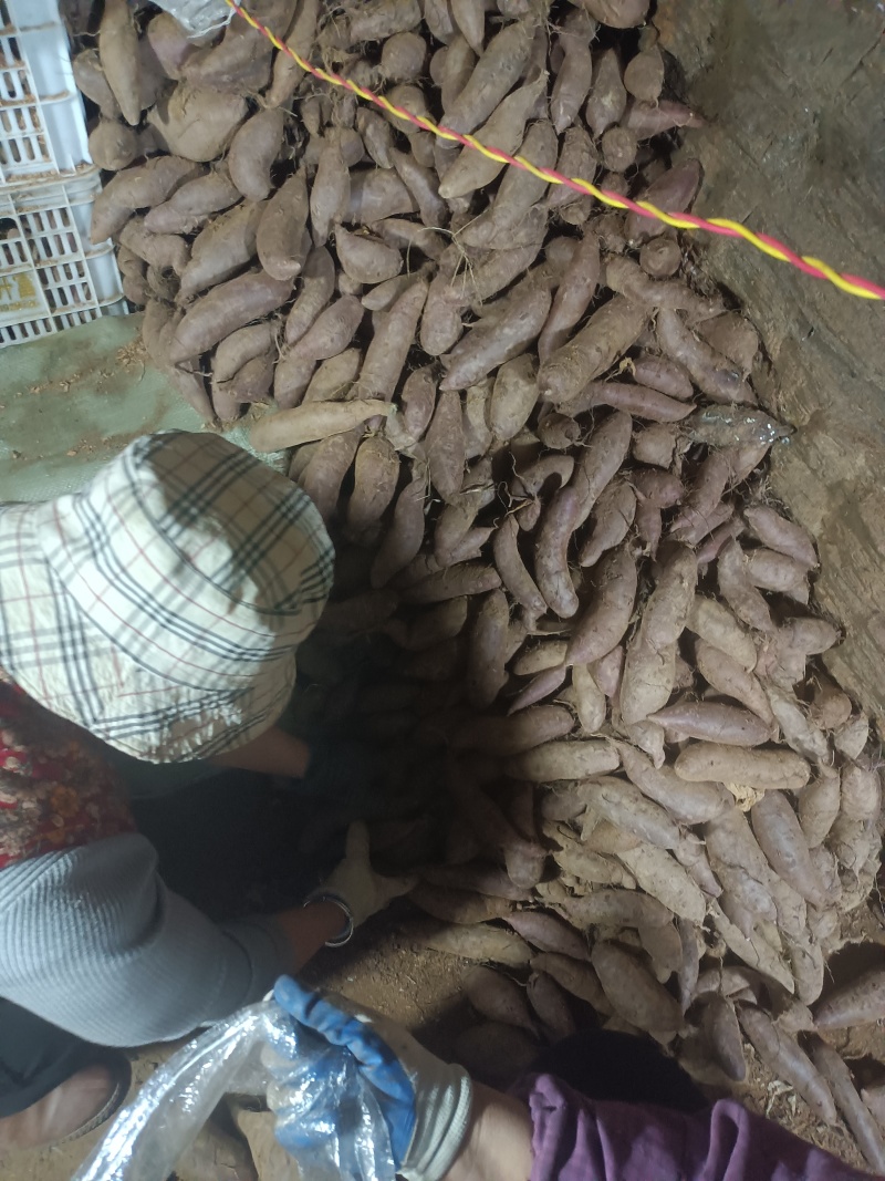 山东优质沂蒙山紫罗兰地瓜紫薯供应中产地直供量大从优