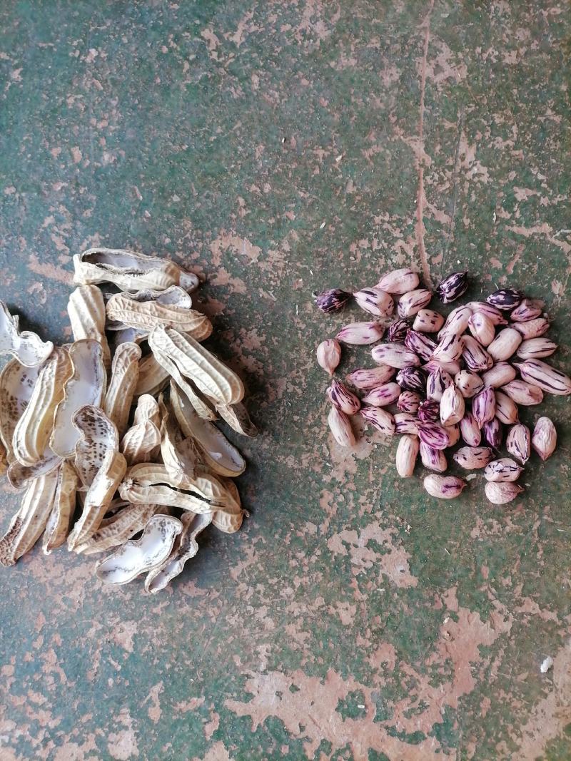 云南文山优质水洗七彩花生大量供应，货源充足，欢迎咨询