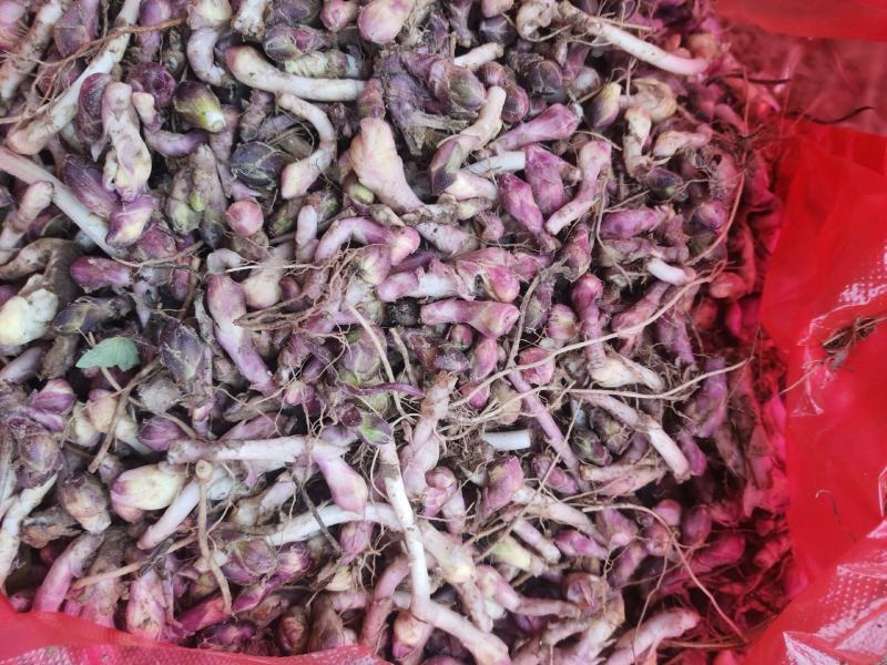 （优质款冬花根苗）常年收购出售冬花白根种苗