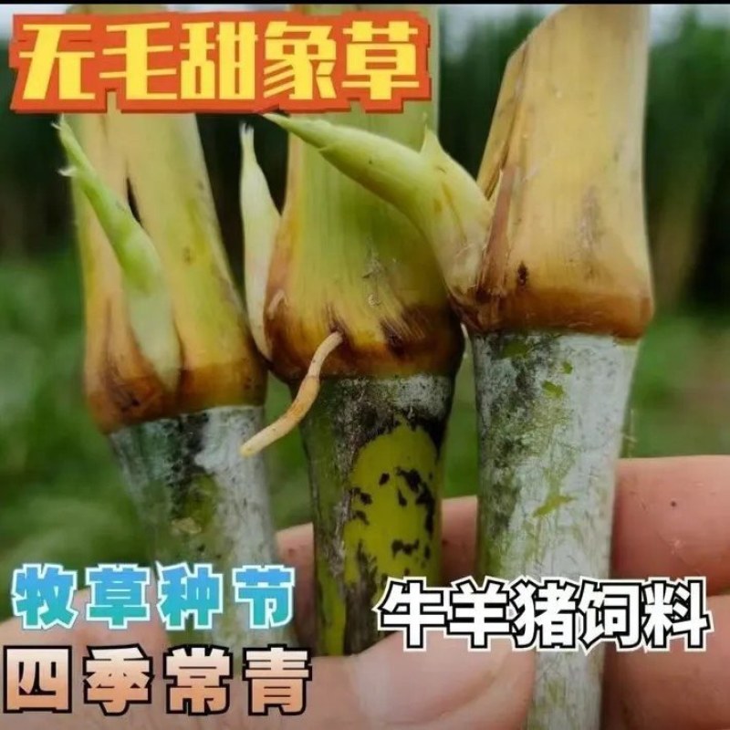 无毛甜象草