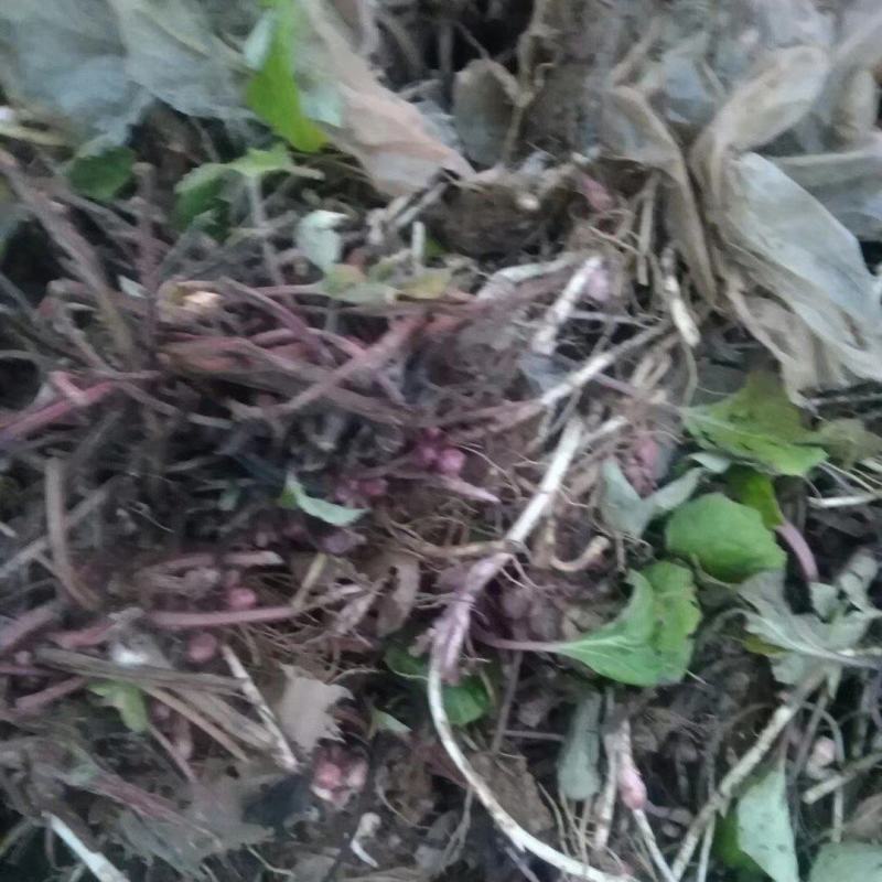 （优质款冬花根苗）常年收购出售冬花白根种苗