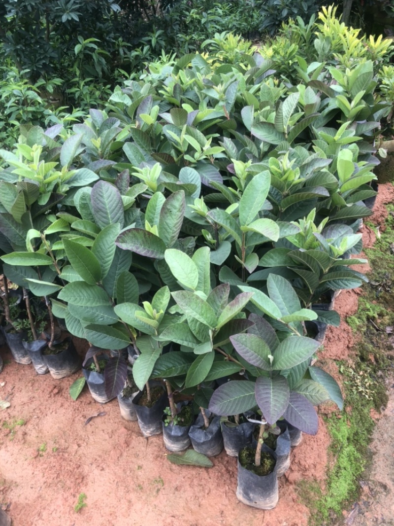 珍珠白心芭乐