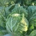 贵州黄心白菜，无虫眼，无斑点，千亩基地，欢迎各位老板来电