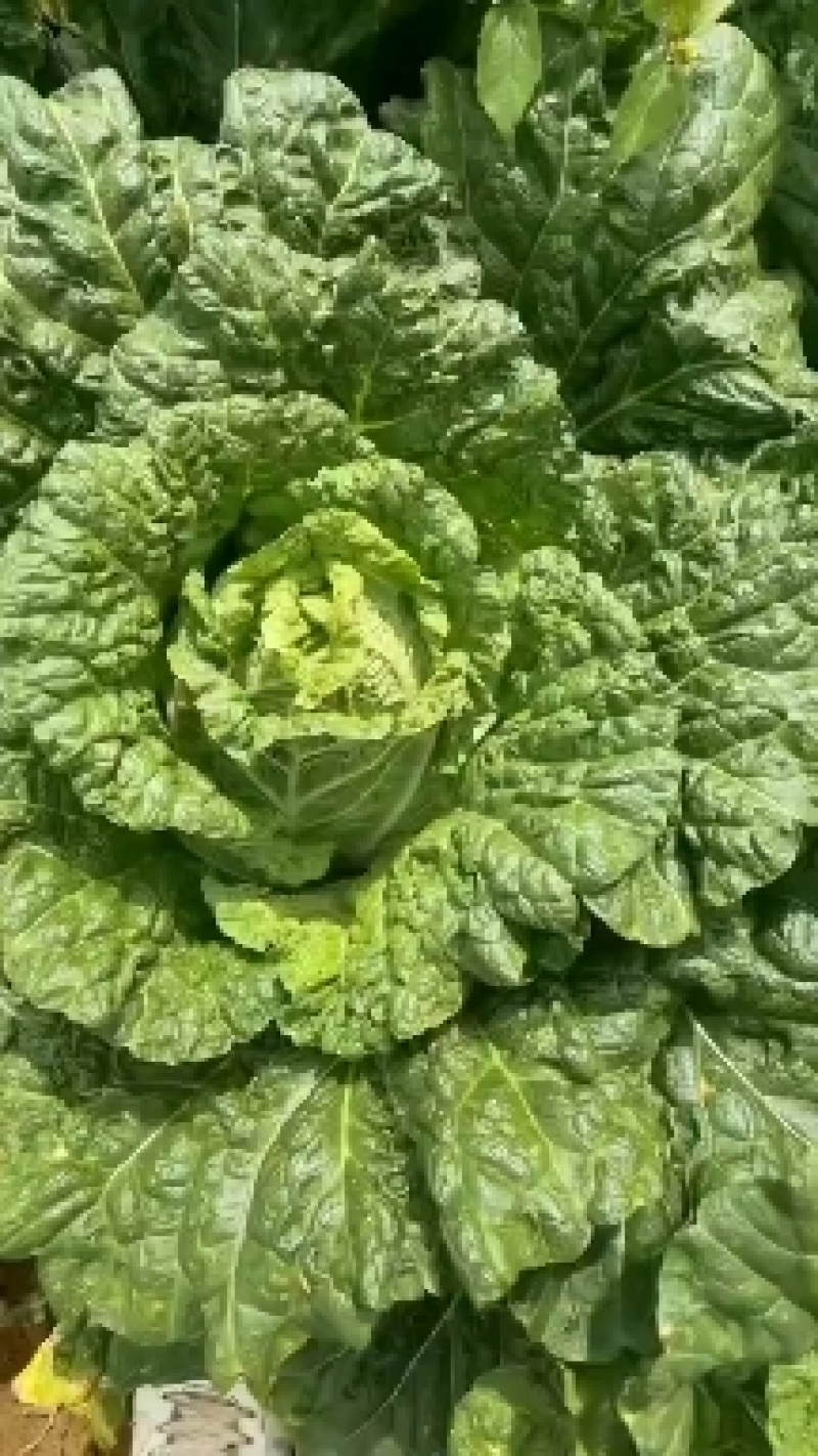 贵州黄心白菜，无虫眼，无斑点，千亩基地，欢迎各位老板来电