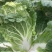 贵州黄心白菜，无虫眼，无斑点，千亩基地，欢迎各位老板来电