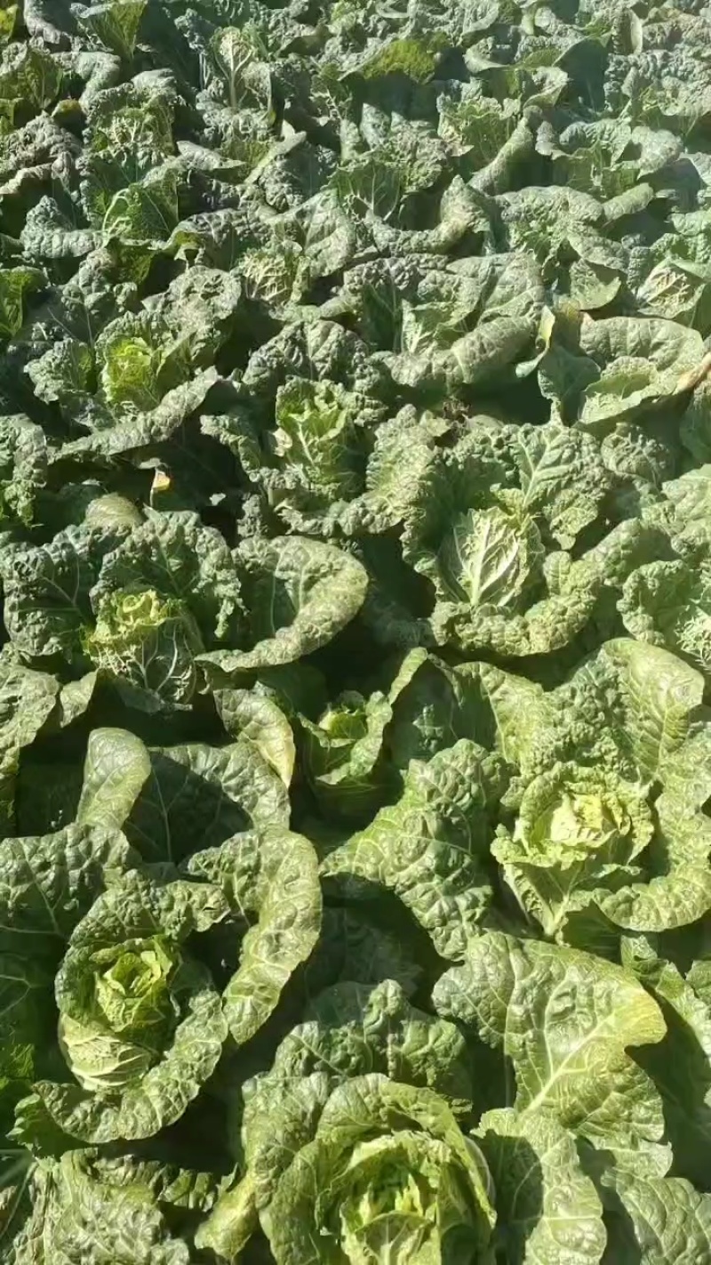 贵州黄心白菜，无虫眼，无斑点，千亩基地，欢迎各位老板来电