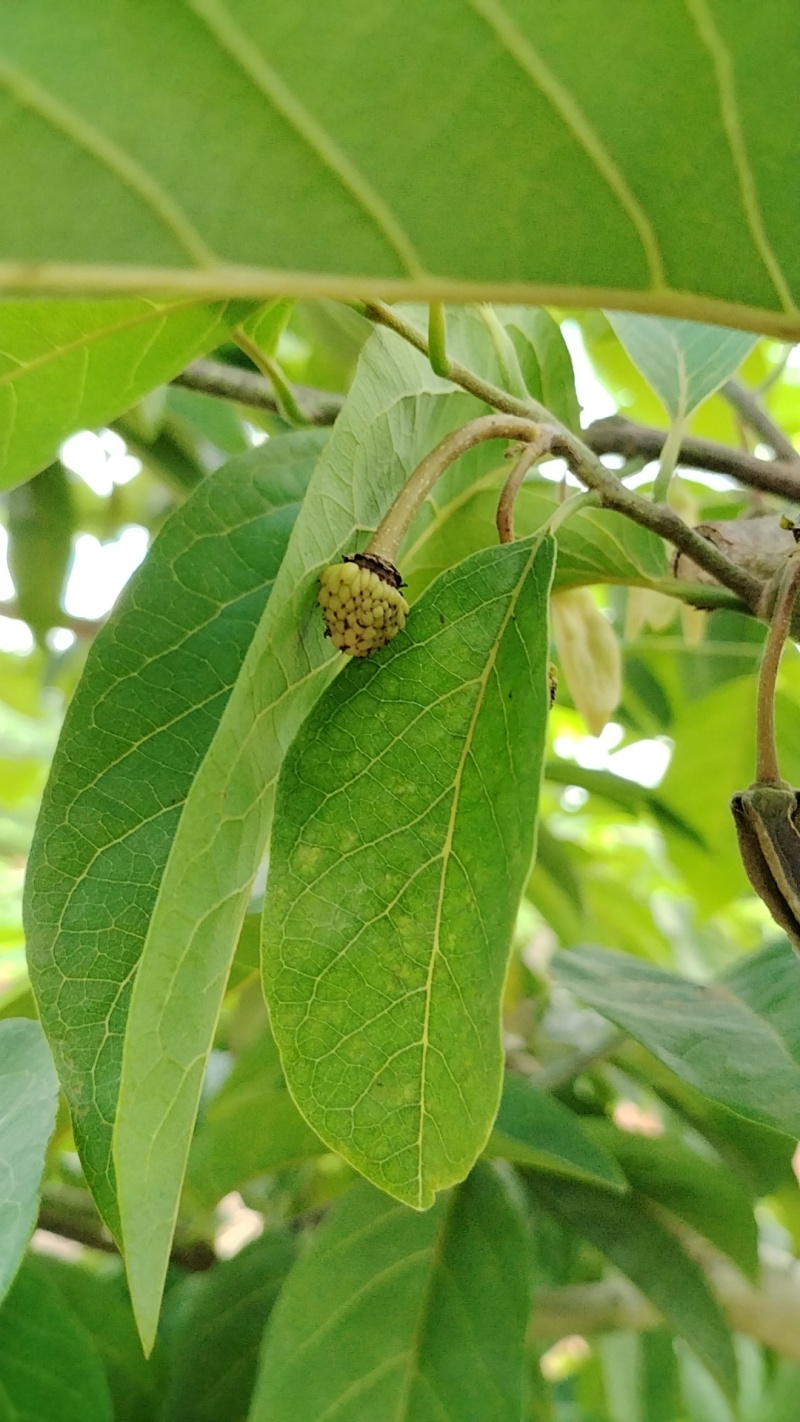 红玫瑰释迦果