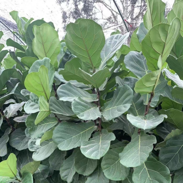 琴叶榕又称大琴叶榕，也叫做琴叶橡皮树