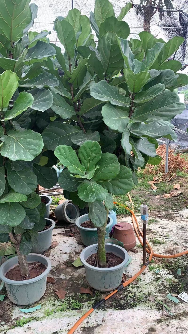 琴叶榕又称大琴叶榕，也叫做琴叶橡皮树