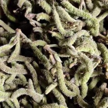 时令蔬菜构树棒