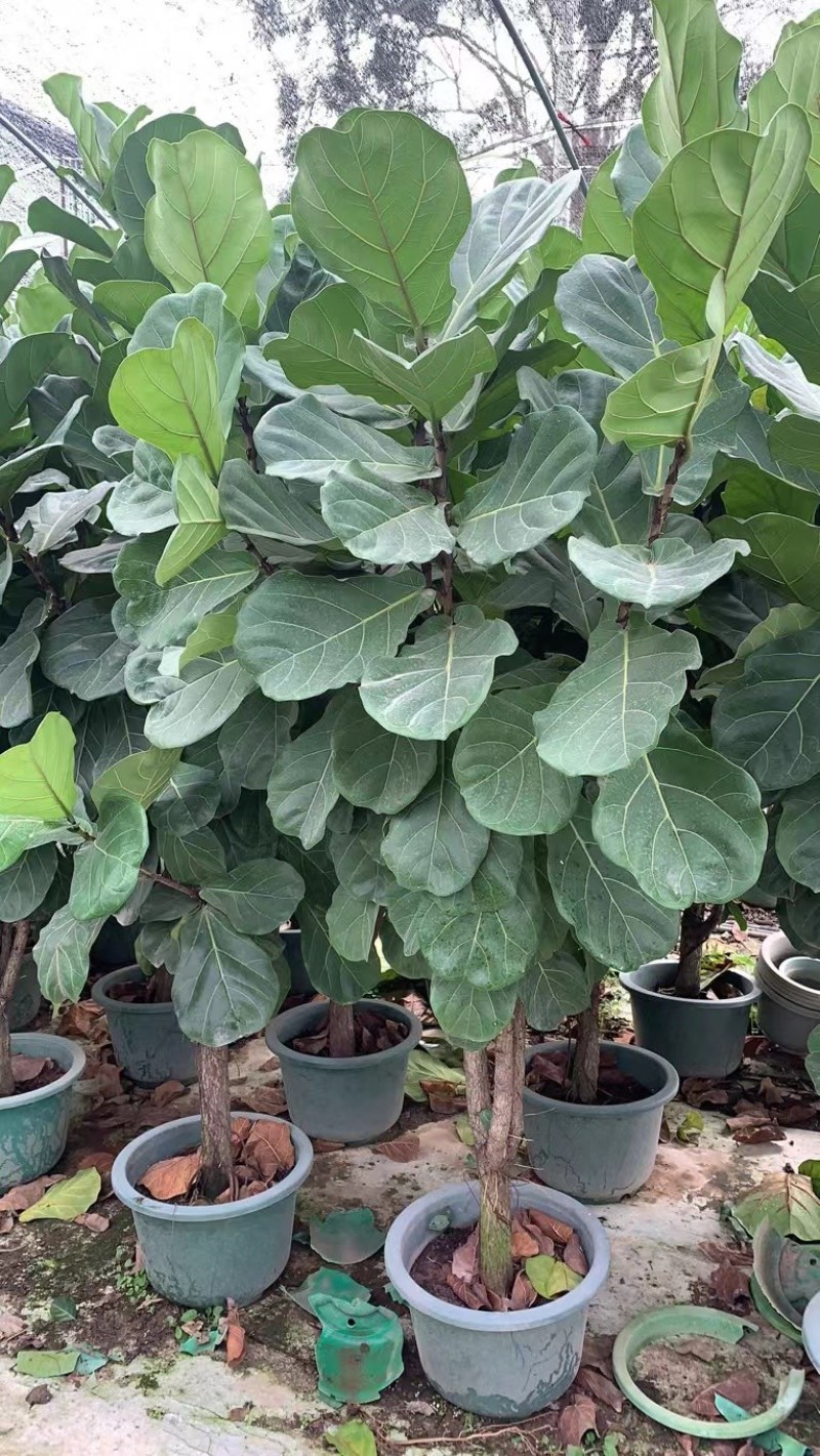 琴叶榕又称大琴叶榕，也叫做琴叶橡皮树