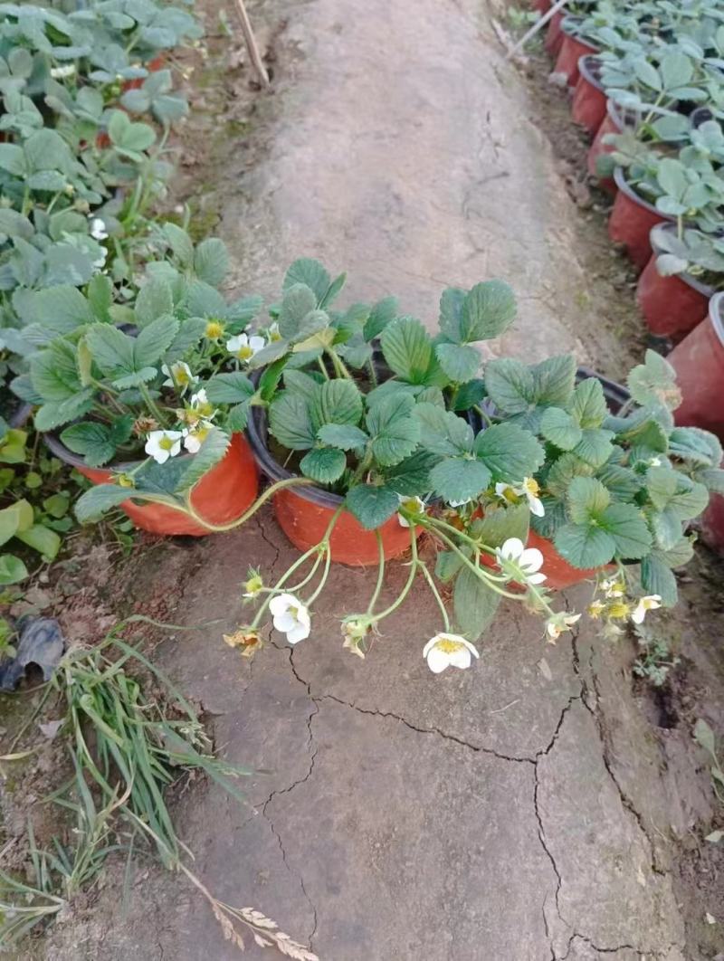 草莓