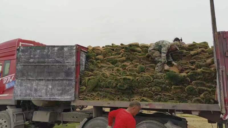 精品早熟禾草坪基地