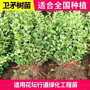 卫矛树苗庭院绿化篱笆墙耐寒耐热四季常青不落叶工程苗扦插