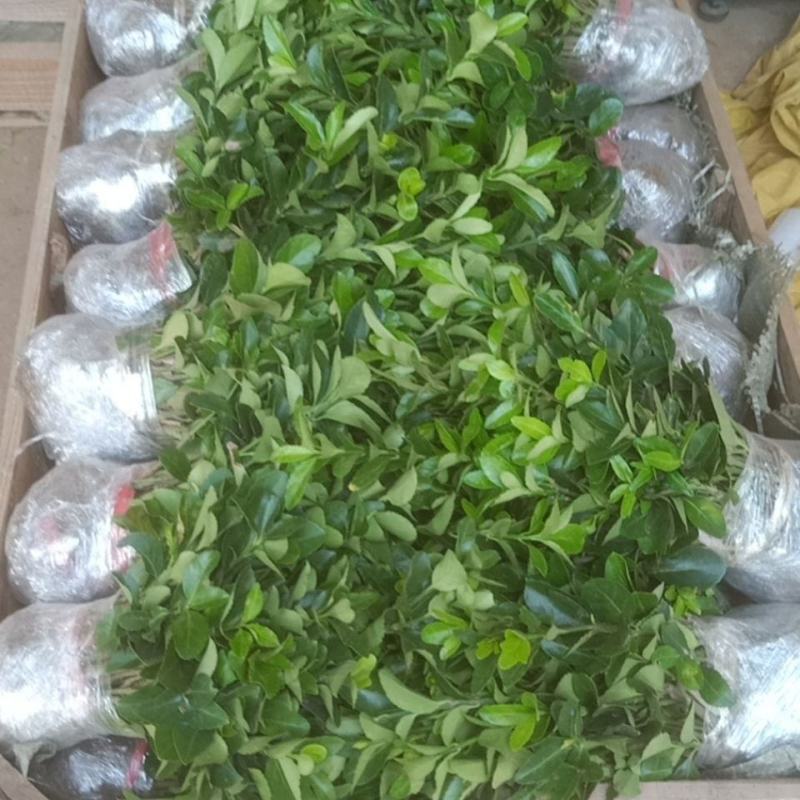 卫矛树苗庭院绿化篱笆墙耐寒耐热四季常青不落叶工程苗扦插