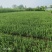 卫矛树苗庭院绿化篱笆墙耐寒耐热四季常青不落叶工程苗扦插