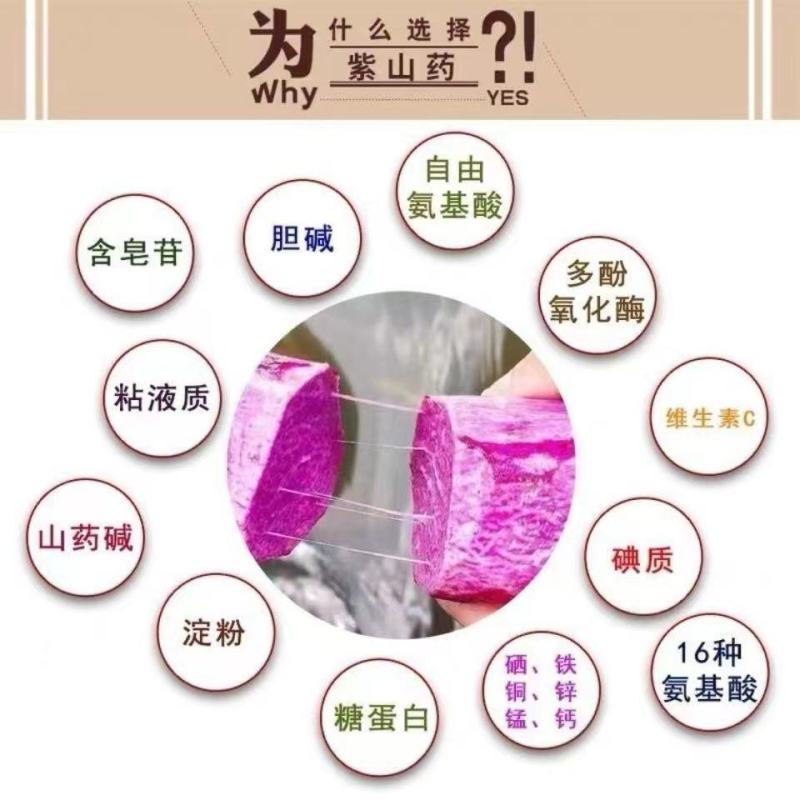 紫山药种块脚板种块