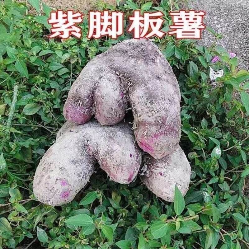 紫山药种块脚板种块