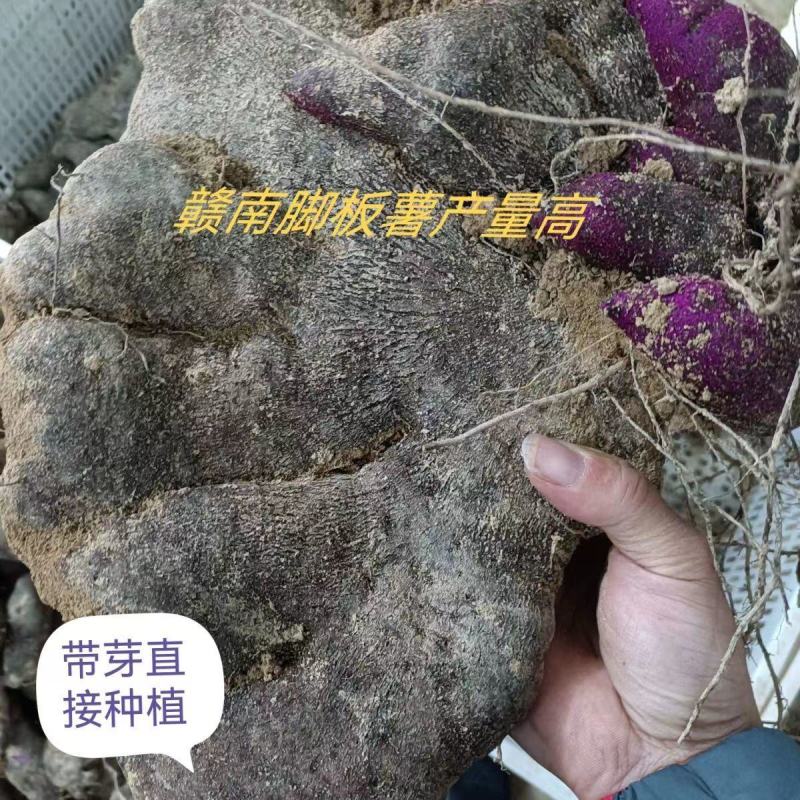 紫山药种块脚板种块