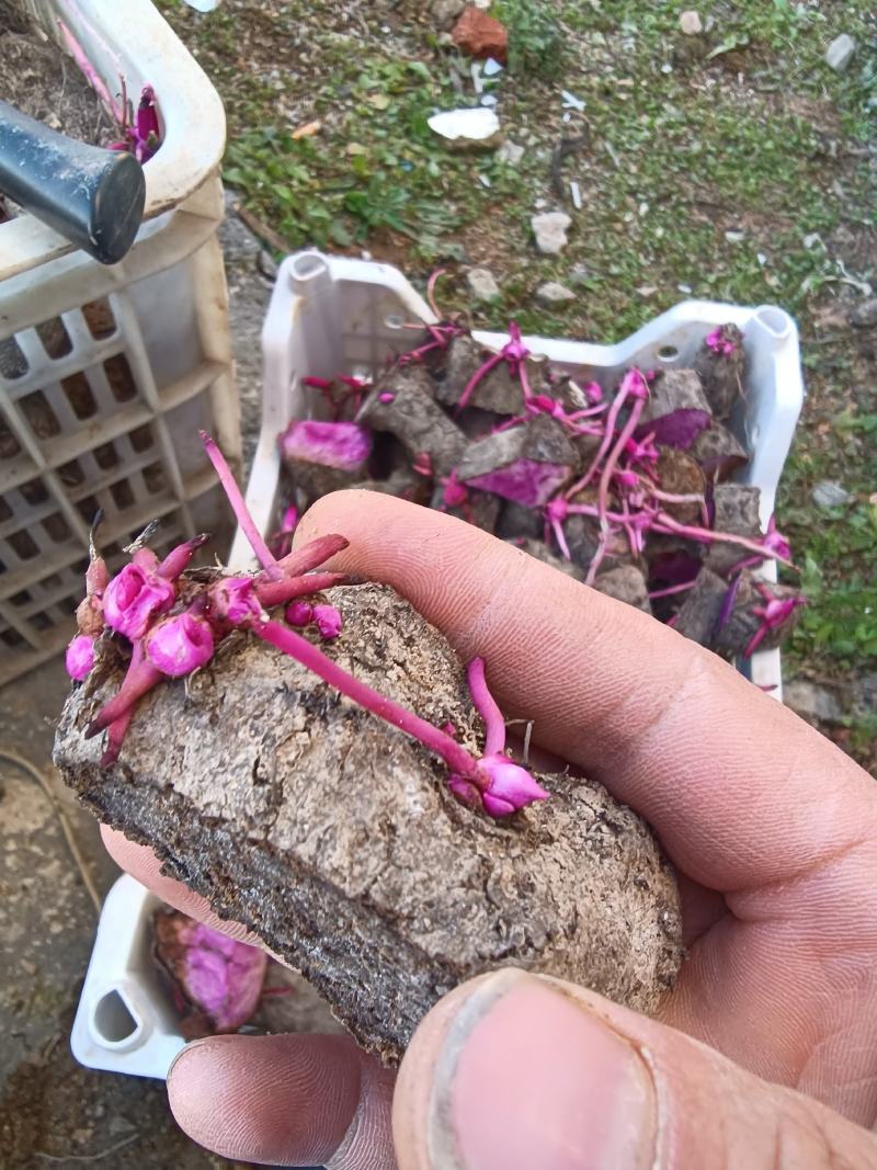 紫山药种块脚板种块