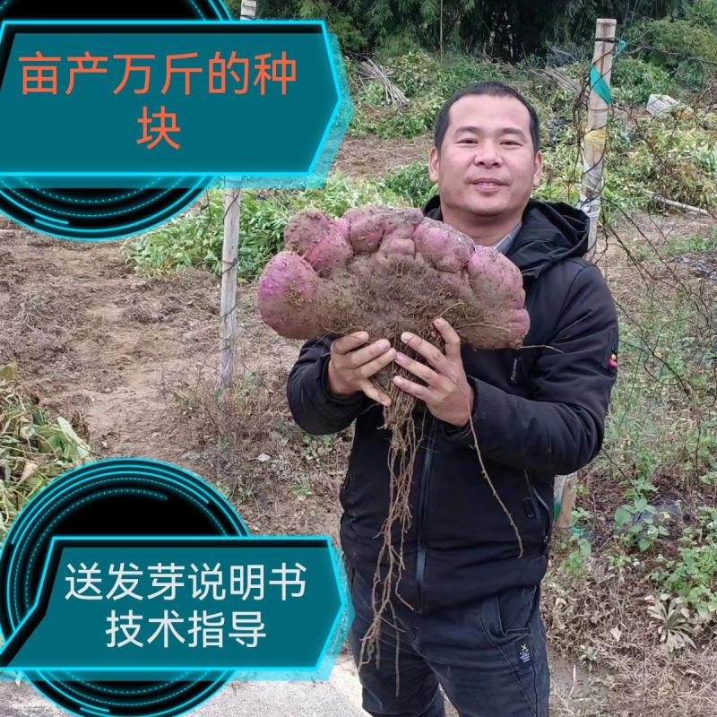 紫山药种块脚板种块