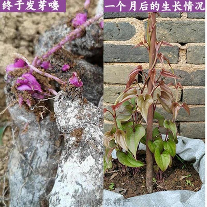 紫山药种块脚板种块
