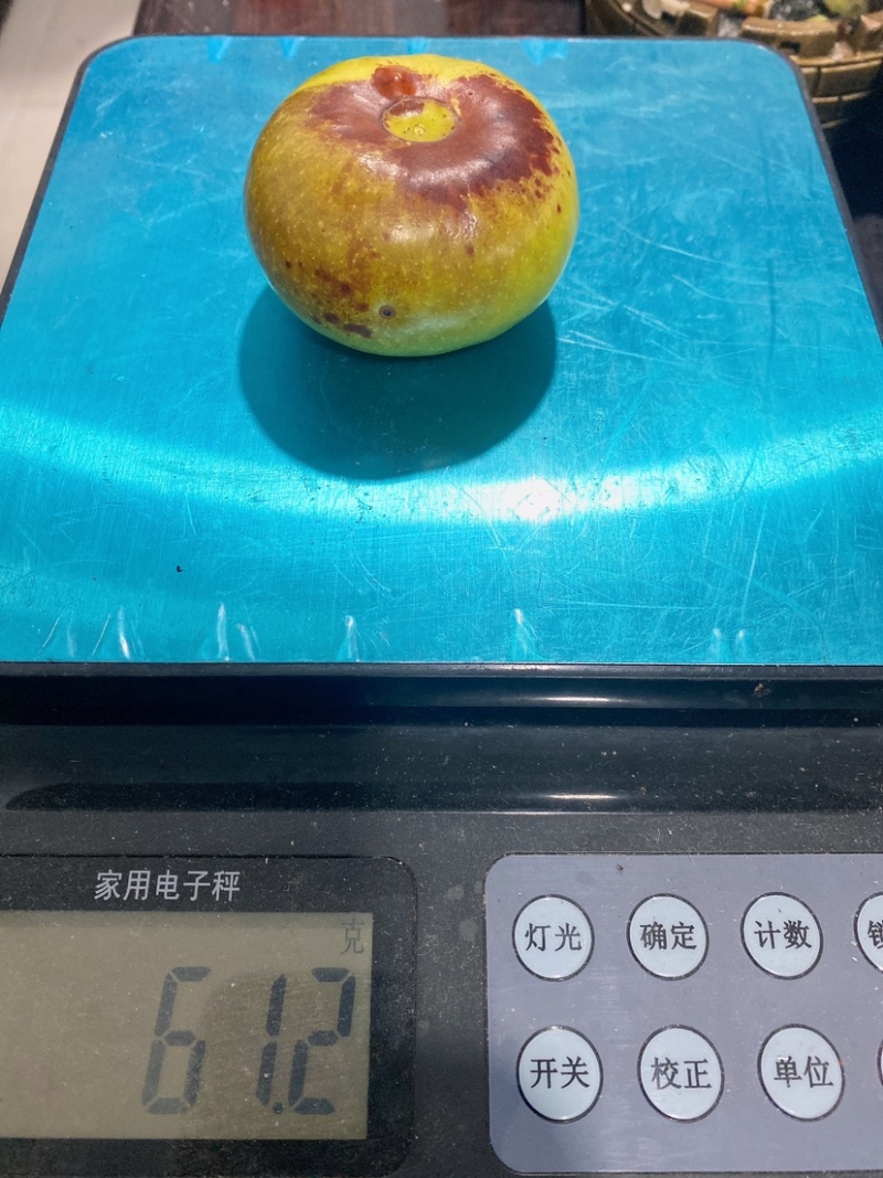 沾冬3号新品种接穗